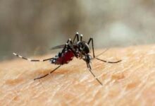La hembra del mosquito Aedes aegypti puede sentirse atraída por personas cuyo sudor contiene más ácidos carboxílicos.