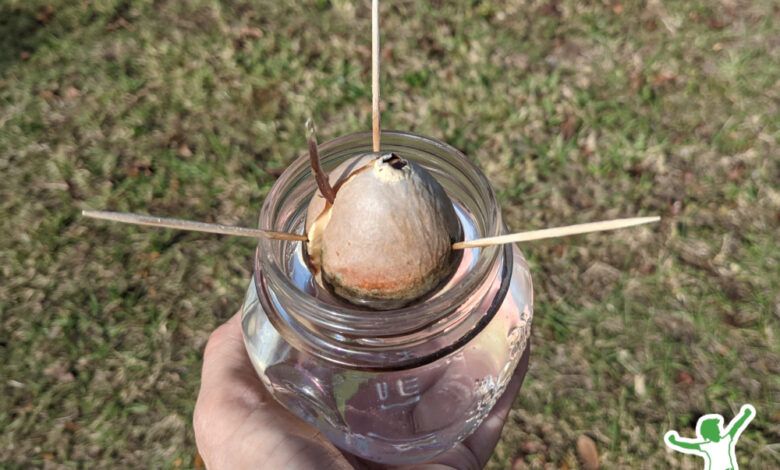 sprouted avocado pit in glass jar suspended with toothpicks in water
