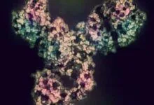 Proteína del fármaco anticuerpo monoclonal pembrolizumab. Inhibidores de puntos de control inmunitarios dirigidos a PD-1 para el tratamiento de varios tipos de cáncer.