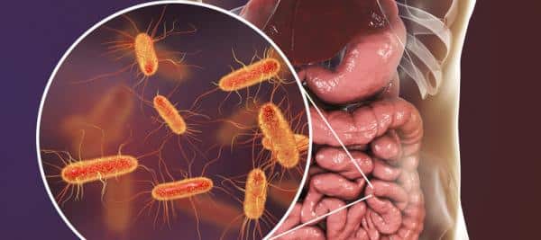 Study Reveals Link Between Diet, Gut Microbes and Health
