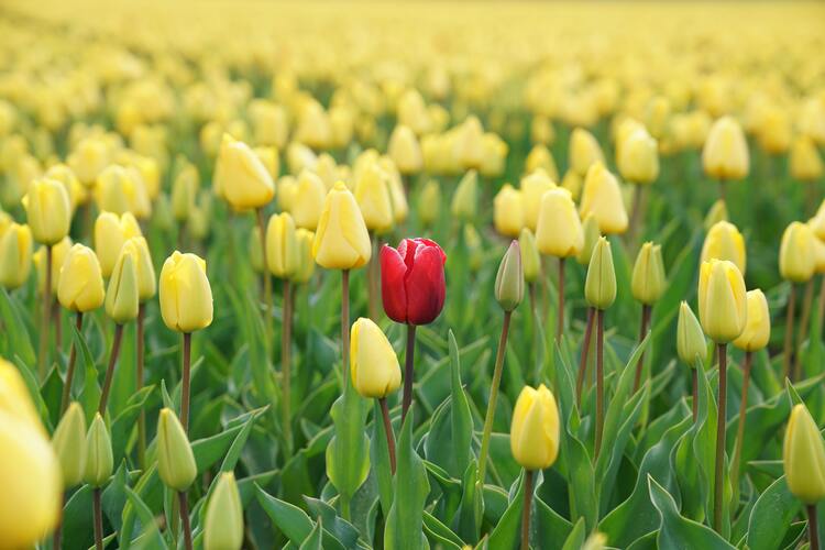 Una imagen de un tulipán amarillo con un tulipán rojo en el centro. Destacar, no encajar.foto del puesto de recuperación de gula