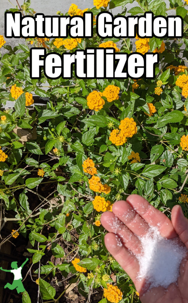mujer aplicando fertilizante natural a las flores amarillas
