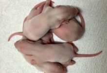 Crías derivadas de rPGCLC (generadas mediante la inyección de espermatozoides derivados de rPGCLC en ovocitos de rata)