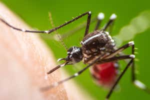 Virus Zica peligroso de gran tamaño Aedes aegypti, dengue, chikungunya, mayaro en la piel humana; ID de Shutterstock existente 569801773; Orden de compra: -; Trabajo: -; Cliente: -; Otro: -