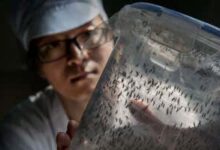 GUANGZHOU, CHINA - 20 DE JUNIO: El estudiante de doctorado e investigador chino Dongjing Zhang demuestra un contenedor que contiene mosquitos machos adultos estériles listos para ser liberados en un laboratorio en la Instalación de producción en masa del Centro Conjunto de Vectores de la Universidad Sun Yat-Sen-Universidad de Michigan Junio ​​de 2016 Tropical trabajo de prevención y control de enfermedades en Guangzhou, China, el día 20. Considerada la fábrica de mosquitos más grande del mundo, el laboratorio cría millones de mosquitos machos para investigaciones que podrían resultar clave para prevenir la propagación del Zika. Los mosquitos del laboratorio se infectaron con una cepa de Wolbachia pipientis, una bacteria común que inhibe el Zika y los virus relacionados, incluido el dengue. Los investigadores liberaron mosquitos infectados en la cercana isla de Shazai para que se aparearan con una hembra salvaje, que luego heredó la bacteria Wolbachia, lo que impidió la fertilización adecuada de sus huevos. Los resultados hasta ahora son prometedores: después de un año de investigación y pruebas de campo en la isla, el laboratorio afirma que las poblaciones de Aedes albopictus o mosquitos tigre asiáticos (tipos que se sabe que transmiten el virus Zika) se han suprimido en un 99%. Los investigadores creen que si su método resulta exitoso, podría aplicarse a una escala más amplia para erradicar los mosquitos portadores del virus en las áreas afectadas por el zika en todo el mundo.  ??Este proyecto es un proyecto de cooperación internacional sin fines de lucro dirigido por el profesor Xi Zhiyong, director del Centro Conjunto para el Control de Vectores de Enfermedades Tropicales de la Universidad Sun Yat-sen y la Universidad de Michigan, y respaldado por los gobiernos chinos en todos los niveles y otras organizaciones. .  (Foto de Kevin Friel/Getty Images)