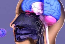 Imagen de cabeza humana que muestra cómo el covid-19 afecta los sentidos