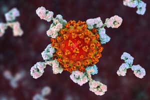 Anticuerpos que atacan al SARS-CoV-2, el coronavirus que causa el covid-19
