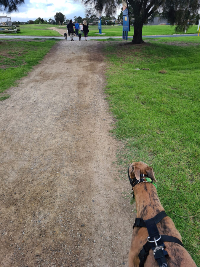 kerry-herten-pasear-perro-ejercicio
