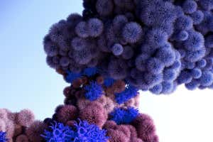 La variante de coronavirus omicron se une al receptor celular ACE2