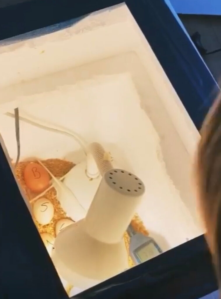 incubadora de huevos casera que mantiene calientes los huevos fertilizados