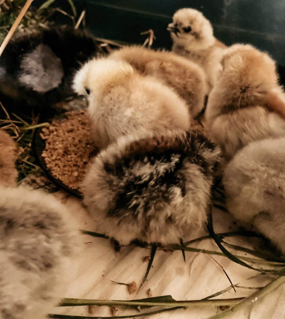 pollitos recién nacidos en una criadora