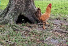 Rocky the rooster free ranging in the grass