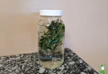 jar of fresh rosemary infusing in hot water for a cleansing bath