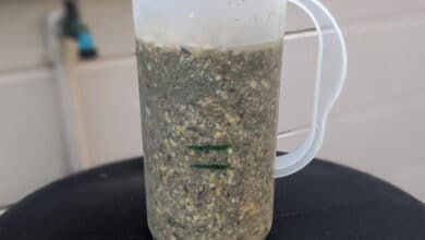 soaked chicken feed in a half gallon container