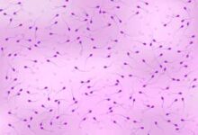 Vista de esperma bajo un microscopio, fondo de espermatozoides, ilustración vectorial eps10