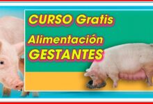 Fundamentos de la alimentación de cerdas gestantes ǀ Ing. Jannin Hernández Blandón MSc