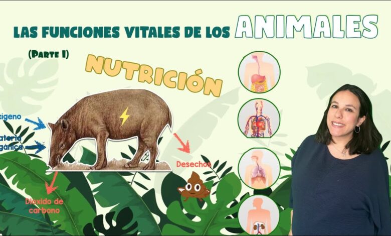 Las funciones vitales de los animales - la función de la nutrición.