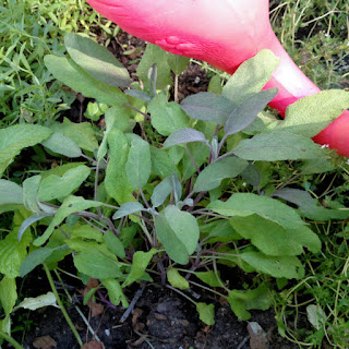 1684578054 562 Backyard Patch Herbal Blog Cinco hierbas que mejoran tu estado