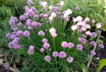 1686160175 Backyard Patch Herbal Blog Excelentes maneras de disfrutar las cebollas