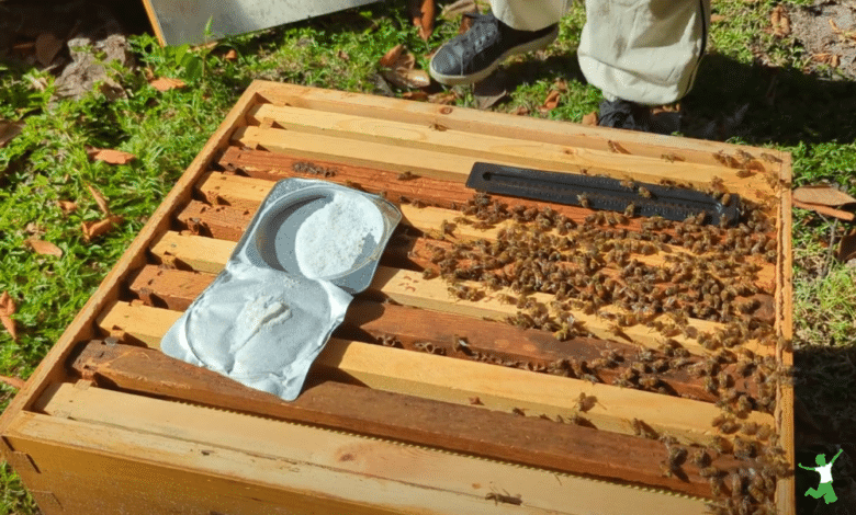 woman applying natural treatment for varroa mite to beehive.
